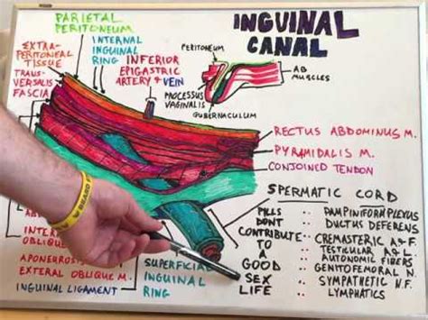 Aponeurosis of the external oblique muscle and, more laterally, the internal oblique muscle. Inguinal Canal - Anatomy Lecture for Medical Students ...