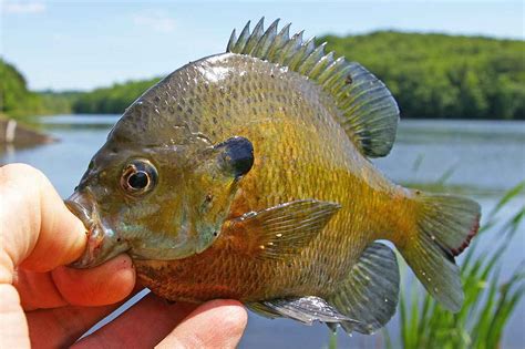 Maybe you would like to learn more about one of these? Summertime bluegills a family-friendly outdoor battler ...