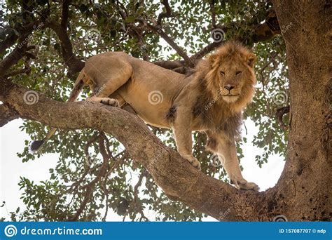 Male Lion Stands On Branch Looking Down Stock Image Image Of Feline