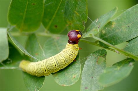 Will result in fields having pockets of plants with varying maturity and pollination dates. 10 of the most diabolical crop pests in North Carolina