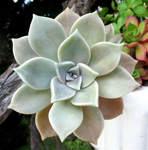 Graptopetalum Paraguayense Aka Ghost Plant Or Mother Of Pearl
