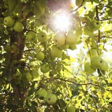 The idea is to subtly change the smell and feel of the tree and fruit so that the insects do not recognize it and at the same time feed your tree. Homemade Insect Control for Fruit Trees | Fruit trees ...