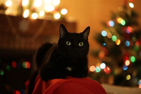 Black Cat Christmas Wallpapers Top Free Black Cat Christmas