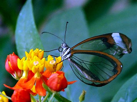 File:Butterfly transparent.jpg