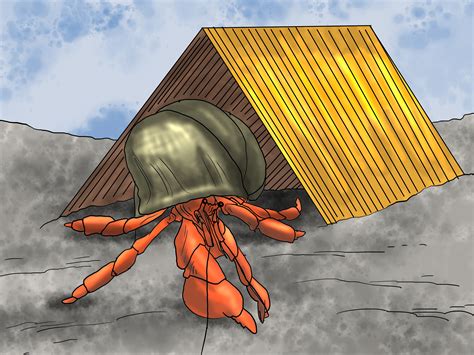 The cost may vary depending on the. How to Play With Your Hermit Crab: 13 Steps (with Pictures)