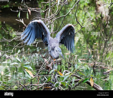 Bleu Heron Bird With Its Wing Spread On Branches With A Foliage And