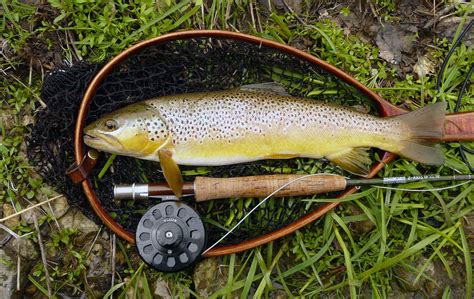 Fly Fishing For Brown Trout Fly Fishing Rod Reel And Gear Reviews