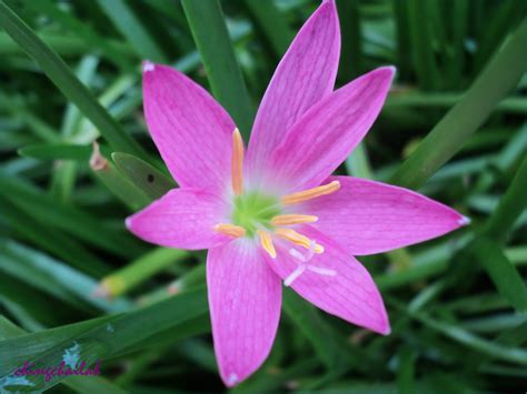 Simple Living In Nancy Growing Pink Fairy Lily Or Rain Lily In My Garden