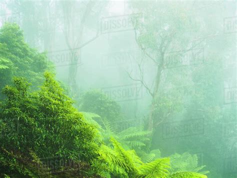 Rainforest In Fog Stock Photo Dissolve