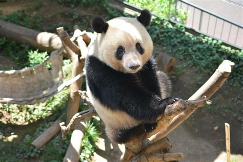 Jun 03, 2021 · 公益財団法人東京動物園協会（理事長 今村保雄）は、kddi株式会社（代表取締役社長 高橋誠）との協定に基づき、5gとaiカメラを活用し、公式ホームページ「東京ズーネット」を通じて恩賜上野動物園内各所の混雑度情報を表示する「上野動物園混雑マップ」の提供を開始します。 ジャイアントパンダの近況45｜上野動物園のジャイアント ...