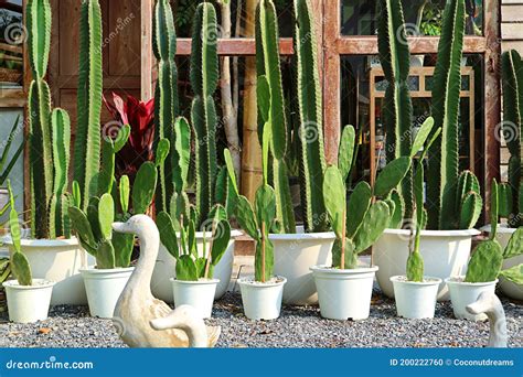 Row Of Potted Mexican Fencepost And Bunny Ears Cactus Plants In The