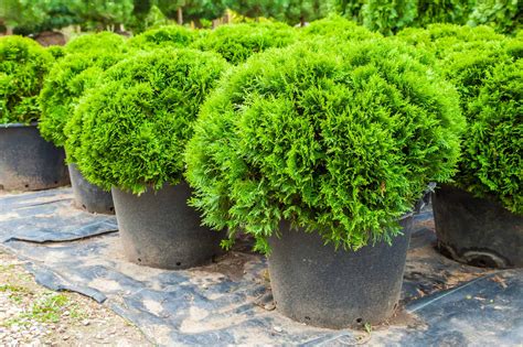 The Best Dwarf Evergreen Trees For Winter And How To