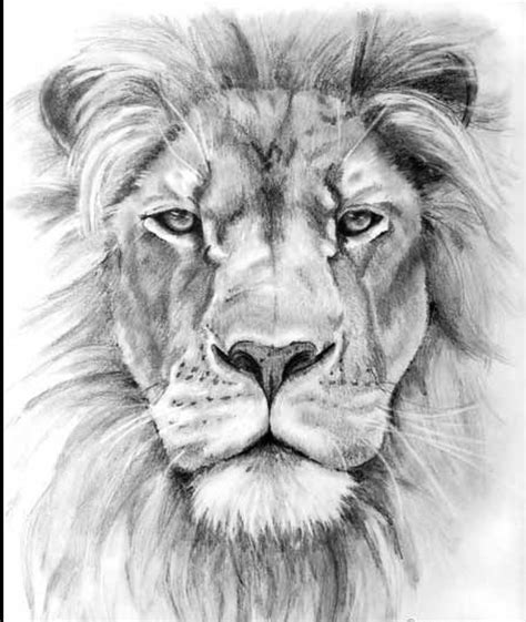 How To Draw A Lion Face Step By Step Free Lion Head Drawing Download