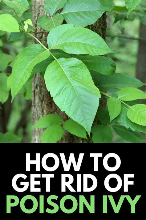 How To Get Rid Of Poison Ivy Kimberleymiriam