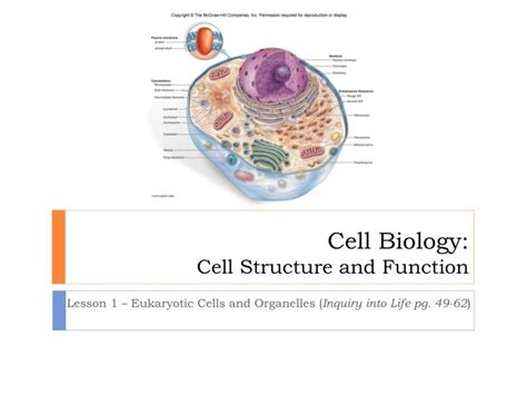 PPT Cell Biology Cell Structure And Function PowerPoint Presentation ID