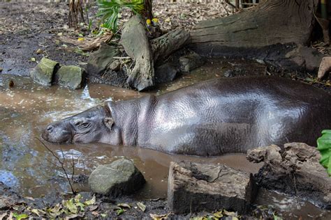 Pygmy Hippo Zoochat