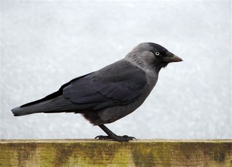 Black And Grey Bird · Free Stock Photo