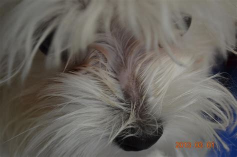 Hair Loss Maltese Dogs Forum Spoiled Maltese Forums