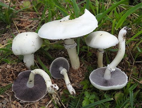 Nahubysk Fotografia Golierovka Stropharia Albonitens Fr Quél