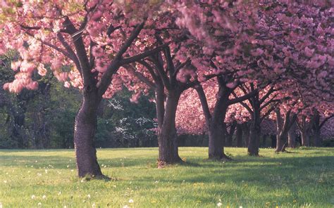 Choose from a curated selection of cherry blossom wallpapers for your mobile and desktop screens. Cherry Blossom Desktop Wallpapers - Wallpaper Cave