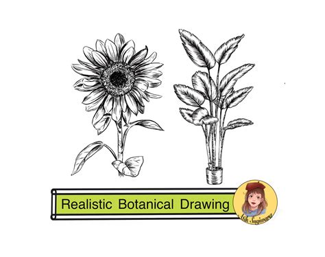 Scientific Plant Drawings Ubicaciondepersonascdmxgobmx