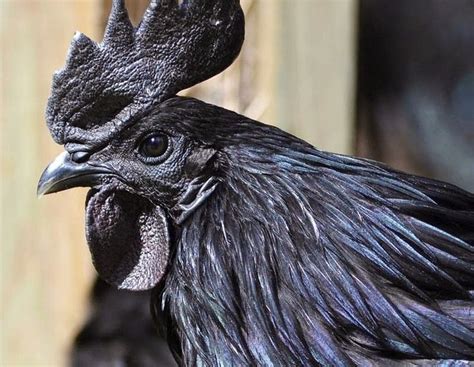 ayam cemani a rare chicken breed that is black inside out black chickens rare chicken breeds