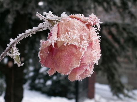 Winter Rose Free Photo Download FreeImages
