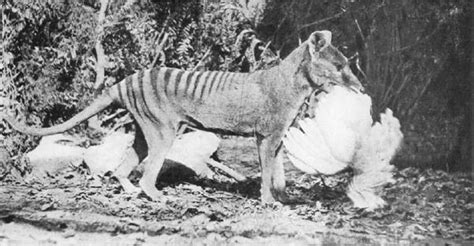 Video New Footage Of Extinct Tasmanian Tiger Found In Film Archives