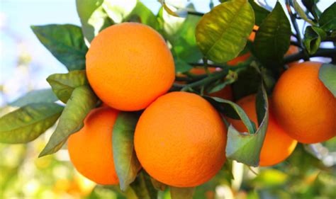 Acheter Une Orangeraie En Floride Pineloch Investments