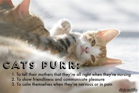 21 Cat Facts You Really Need To Meow