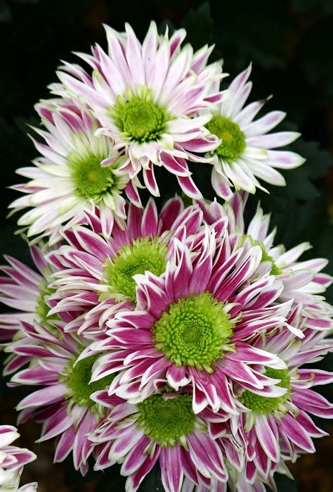 Fotosearch enhanced rf royalty free. .CHRYSANTHEMUM 'Saba' | Chrysanthemum, Blossom garden ...