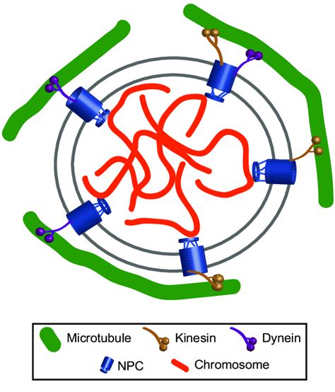 Chromatin Organization By The Microtubule Network In U Maydis In U