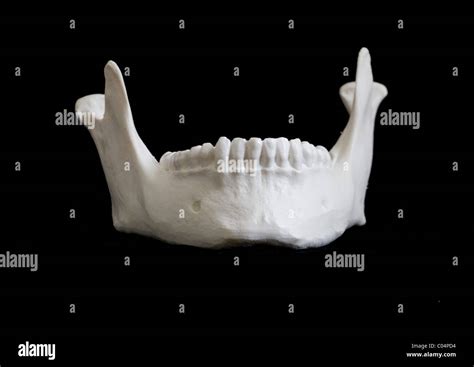 Human Skeletal Model Mandible Jaw Bone Front View Stock Photo Alamy