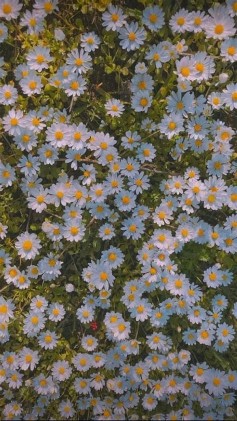 5 Fascinating Facts About Daisies That Will Make You Smile Artofit