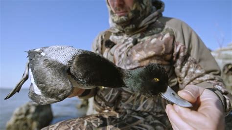 Lake Erie Diver Duck Hunting Video Avian X Desolation Youtube Youtube