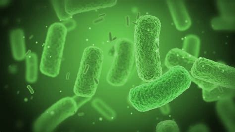 Salmonella infection (salmonellosis) is a common bacterial disease that affects the intestinal tract. Salmonella Bacterium Stock Footage Video - Shutterstock