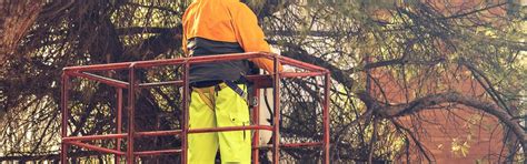 Lawrenceville dead animal removal inside houses. 5 Common Questions Asked About Tree Removal in Georgia ...
