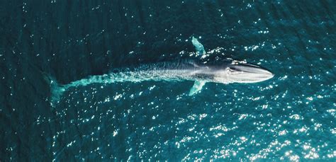 Fin Whales Are Finally Rebounding In The Antarctic