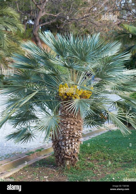 Chamaerops Humilis Cerifera Blue Mediterranean Fan Palm Parque De La