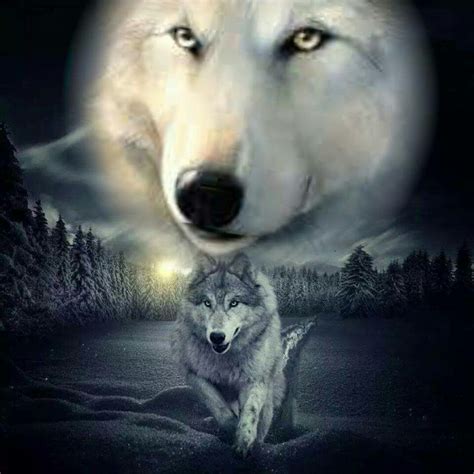 Pin By Jennifer Henry On Wolf Spirit Beautiful Wolves