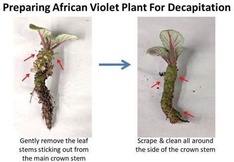 Decapitating African Violet Crowns Why And How Baby Violets Violet