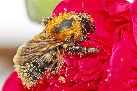 Most of the first american woodland wildflowers are also pollinated by native bees. Protecting Pollinators - Fill Your Plate Blog