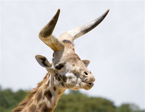 South African Horned Whistling Giraffe | The rarest Giraffe … | Flickr