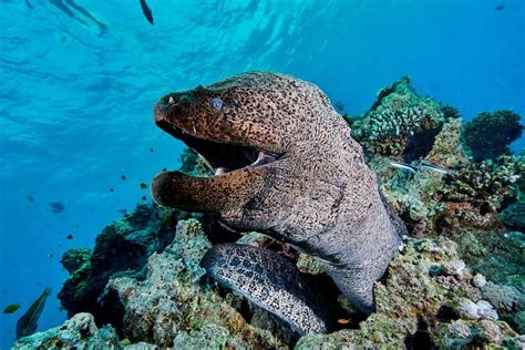 14 Moray Eel Fish Facts Fact Animal