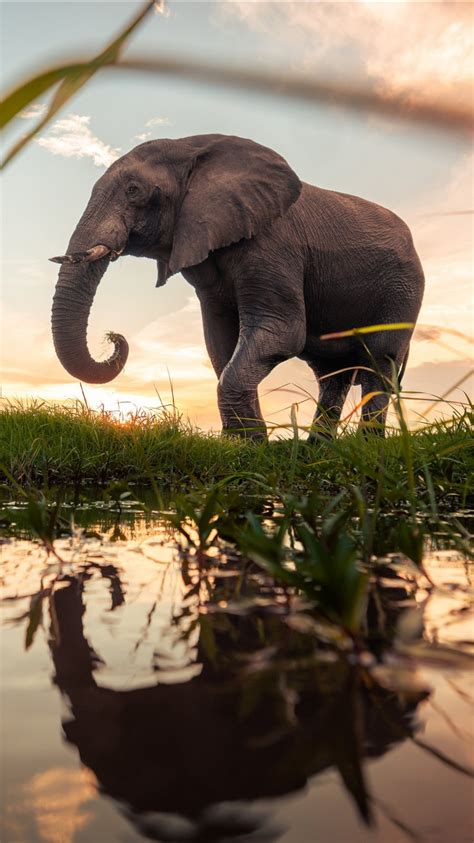 Elephant Is Standing On Grass In Blue Sky Background During Sunset