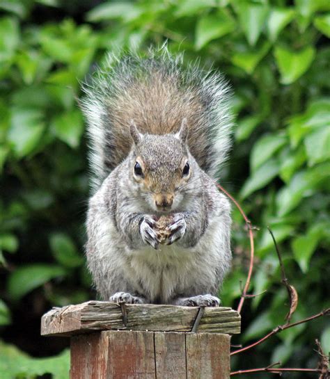 Grey Squirrel Eating Photograph By Tony Murtagh Fine Art America