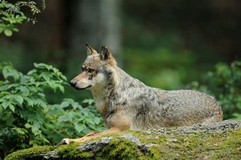 The wolves' habitat – Gray wolves prefer to live in mountain forests