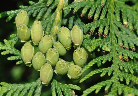 Northern White Cedar Uwec 332 Day 1 · Inaturalist