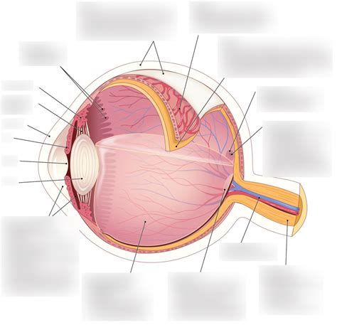 Structure Of The Eyeball Diagram Quizlet