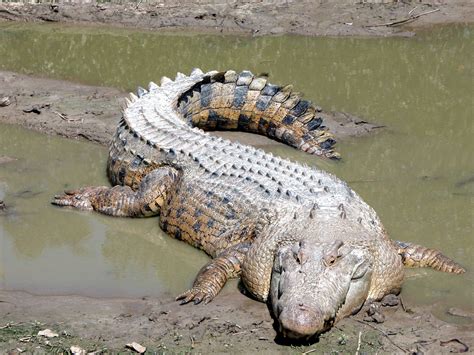 Fria Bild Saltvatten Krokodil
